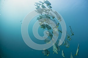 A school of bat fish underwater