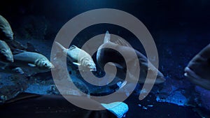 School of big fishes swimming slowly on dark sea bottom. Abstract underwater background or backdrop