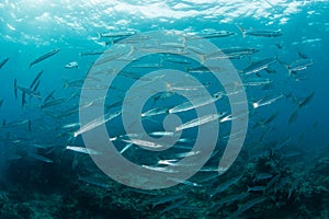 School of Bigeye Barracuda in Fiji