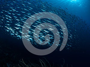 School of bigeye scad, Selar crumenophthalmus, Bonaire. Caribbean Diving holiday