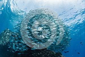 A school of bigeye trevally