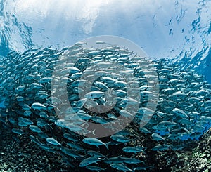 A school of bigeye trevally