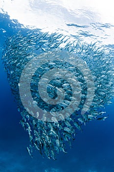 A school of bigeye trevally