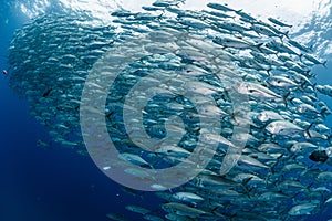 A school of bigeye trevally