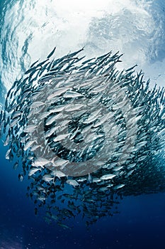 A school of bigeye trevally