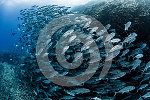 A school of bigeye trevally