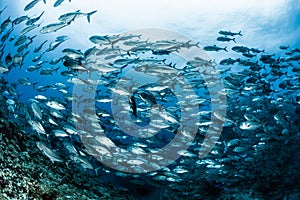 A school of bigeye trevally