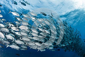 A school of bigeye trevally