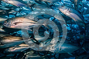 School of Bigeye Trevally (Caranx sexfasciatus)