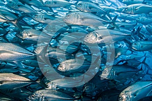 School of Bigeye Trevally (Caranx sexfasciatus)