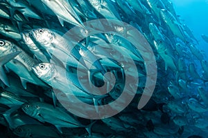 School of Bigeye Trevally (Caranx sexfasciatus)