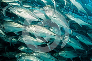 School of Bigeye Trevally (Caranx sexfasciatus)