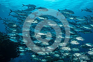 school of bigeye trevally fish