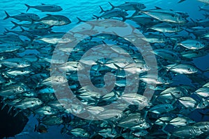 school of bigeye trevally fish