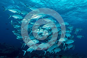 school of bigeye trevally jack fish