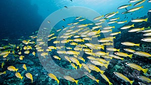 School of Bigeye yellow snapper fish in Thailand