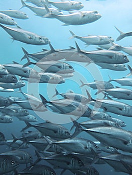 School of Black jack, black trevally, black kingfish, coal fish or black ulua during a leisure dive in Barracuda Point, Sipadan Is photo