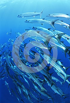School of blackfin barracuda fish