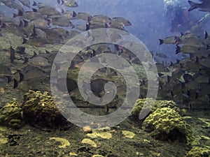 A school of Blacktail Snapper on a shallow ship wreck