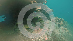 A school of Blacktail Snapper on a shallow ship wreck in Truk Lagoon