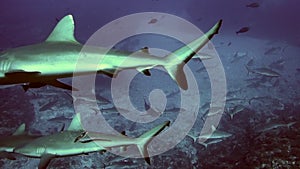 School of blacktip Gray Reef Shark underwater swim in blue waters in Tuamotu.
