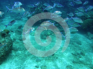 School of Blue Fin Trevally Fiji