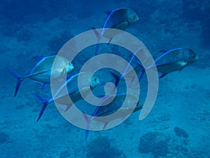 School of Blue Fin Trevally Fiji