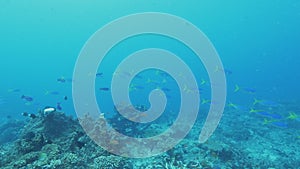 school of blue fusilier fish swim past a diver at rainbow reef on the somosomo strait