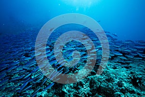 School of blue Indian Mackerel underwater along the dive site , Baa Atoll, Maldives.