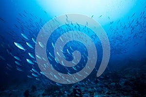 School of blue Indian Mackerel underwater along the dive site , Baa Atoll, Maldives.