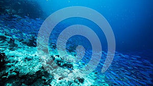 School of blue Indian Mackerel underwater along the dive site , Baa Atoll, Maldives. photo