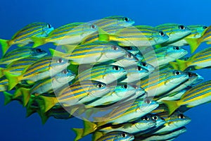 School of Blue-lined Snappers