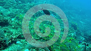 School of Blue-lined Snappers (Lutjanus Kasmira) against Blue Water.Panning past a large School of Common