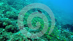 School of Blue-lined Snappers (Lutjanus Kasmira) against Blue Water.Panning past a large School of Common