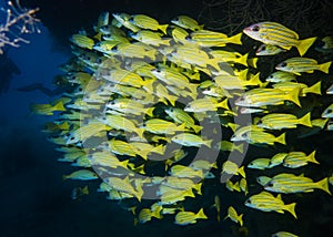 A school of Blue-Striped Snapper fish in a cave on the reef at the bottom of the Indian Ocean