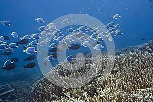 School of Blue Surgeonfishes