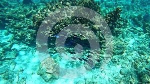 A school of Blue Tang fish swimming along the ocean floor searching for their next snack