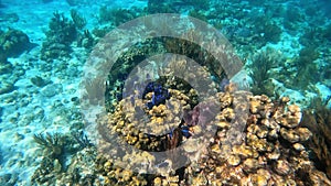 A school of Blue Tang fish swimming along the ocean floor searching for their next snack