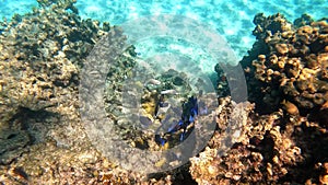 A school of Blue Tang fish swimming along the ocean floor searching for their next snack