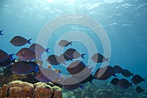 School of blue tang and sunbeams