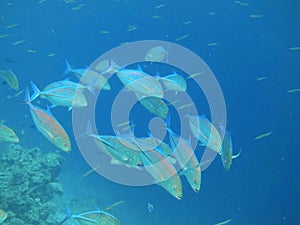 School of bluefin trevally fish on the hunt in Indian Ocean