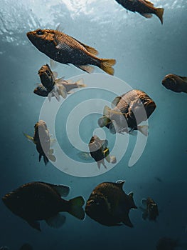 School of bluegill sunfish swimming in the underwater cavern of Blue Grotto, Florida