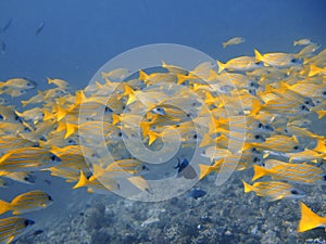 School of Bluestripe Seaperch