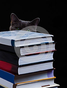 School books on desk, education concept, educate, technology, cat, splash