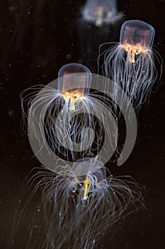 School of Box Jellyfish