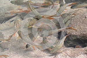 The school of brook carp, Neolissochilus stracheyi, in a crystal cleared rainforest waterfall cascade, Lampee Waterfall National