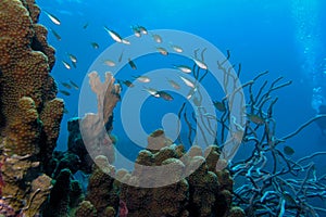 School of Brown Chromis swimming over healthy coral reef off Bonaire