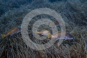 A school of Brown Meagre Sciaena umbra in the Mediterranean Sea