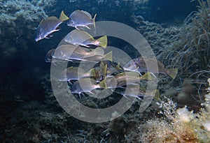 A school of Brown Meagre Sciaena umbra in the Mediterranean Sea