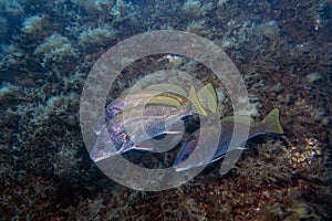 A school of Brown Meagre Sciaena umbra in the Mediterranean Sea